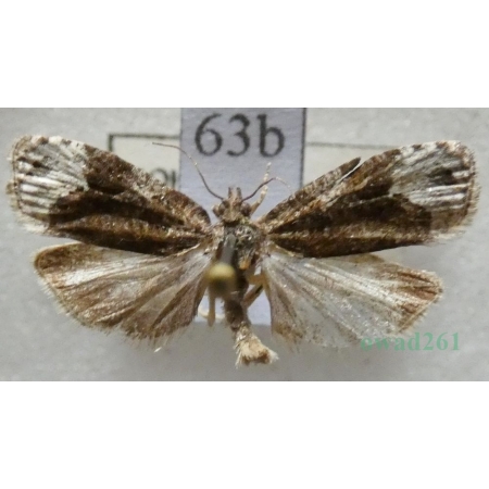 Apotomis capreana (Hübner, 1817) Czech63b